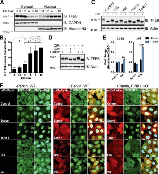 Figure 1. TFEB translocates to the nucleus during mitophagy in a Parkin- and PINK1-dependent manner. (A) YFP-Parkin HeLa cells were treated with O/A for up to 10 h, fractionated, and immunoblotted. (B) Quantification of data in A. Endogenous TFEB expression was normalized to GAPDH (cytosol) or histone H3 (nuclear) and nuclear TFEB expressed as a percentage of total TFEB. Data are means ± SD (n = 3). (C) mCherry-Parkin HeLa cells were left untreated (Control), starved (2 h), or treated with torin 1 (2 h), O/A (6 h), or valinomycin (Val; 6 h). CIP treatment of cell lysates was performed before immunoblotting. (D) WT and mCherry-Parkin HeLa cells were treated with DMSO or O/A (6 h), lysed, and immunoblotted. A CIP-treated control was included as a reference for total TFEB dephosphorylation. (E) WT and mCherry-Parkin HeLa cells were treated with DMSO, torin 1, or O/A for 18 h and analyzed by quantitative PCR for TFEB target gene expression. Data are means ± SD (n = 3). (F) WT and PINK1 KO HeLa cells stably expressing TFEB-GFP with or without mCherry-Parkin were treated as in C. Fixed cells were stained with DAPI and analyzed by immunofluorescence. Bars, 10 µm. See Fig. S1 F for quantification. *, P < 0.05; **, P < 0.01; ***, P < 0.001; ****, P < 0.0001.