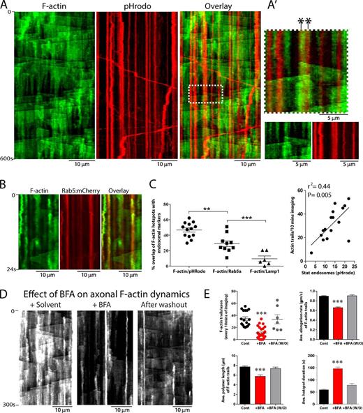 Figure 5. Correlation of axonal F-actin dynamics and stationary endosomes. (A) Kymographs from neurons transfected with GFP:Utr-CH (to label F-actin) and pHRodo (a pH-sensitive endosomal marker that largely labeled stationary endosomes in axons, see Materials and methods), simultaneously visualized by live imaging. Note colocalization of F-actin hotspots (green) with pHrodo (red, overlay on right). A′ shows a zoomed ROI from overlay highlighting two actin trails originating precisely from where two stationary endosomes are situated (marked by asterisks). (B) Kymographs from neurons transfected with GFP:Utr-CH (to label F-actin) and Rab5:mCherry (to label early endosomes). Note colocalization of F-actin hotspots with early endosomes. (C, left) Quantification of colocalization data. The mean frequency of F-actin hotspots that overlapped with stationary endosomes labeled with pHRodo, Rab5-mRFP, and Lamp1-mCherry was 46.81 ± 2.76% (n = 13 axons), 29.04 ± 3.75% (n = 10 axons), and 9.58 ± 3.61% (n = 6 axons), respectively. (right) F-actin dynamics also correlated with number of pHRodo-positive endosomes in axons (n = 16 axons). (D and E) Neurons weretransfected with GFP:Utr-CH (to label F-actin) and treated with Brefeldin-A (BFA) to deplete vesicles in axons (Fig. S4 B). Kymographs show that F-actin dynamics in axons were greatly attenuated upon BFA treatment and restored upon washout of the drug; quantified in E. All values represent means ± SEM. ***, P < 0.001, one way analysis of variance followed by Dunnett’s post hoc test. For detailed statistics, see Table S1.