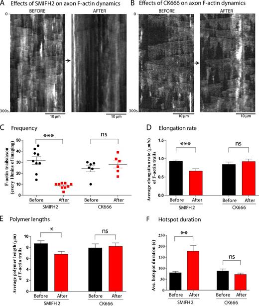 Figure 6. Axonal F-actin dynamics are Formin dependent. (A) Kymographs from an axon transfected with GFP:Utr-CH (to label F-actin) and imaged before (left) and after (right) treatment with the formin-inhibitor SMIFH2. Note dramatic attenuation of the F-actin trails with little effect on F-actin hotspots, suggesting that the nucleation of F-actin at hotspots is spontaneous, and not formin dependent. (B) Similar experiments as in A, except that neurons were treated with the Arp2/3 inhibitor CK-666. Note that addition of CK-666 essentially has no effects on axonal F-actin dynamics. (C–F) Quantification of F-actin dynamics from all experiments. Note that treatment with SMIFH2 attenuates various kinetic behaviors of the F-actin trails, whereas CK-666 has no effects. Also note that SMIFH2 treatment leads to an increase in the hotspot duration, perhaps a compensatory response to attenuated actin trails (also see Results). For SMIFH2 treatment, n = 9 axons and for CK-666 treatment, n = 6 axons were imaged. At least three independent repeats were performed for each condition. All values represent means ± SEM. *, P < 0.05; **, P < 0.01; ***, P < 0.001; paired t test. For detailed statistics, see Table S1. Arrows between images represent passage of time in before/after experiments.