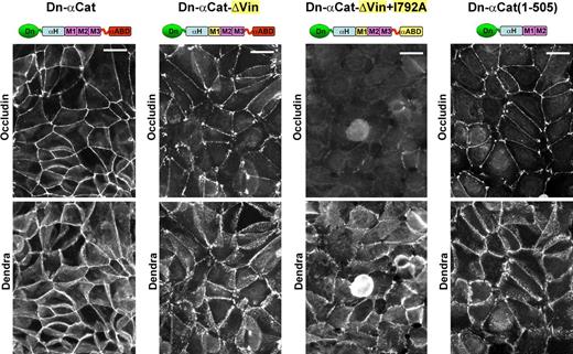 Figure 4. Comparison of junctions formed by Dn-αCat or its mutants in 468 cells. The cells were double stained for occludin to reveal TJs (top row) and for Dendra2 to reveal transgene products (bottom row). The maps of Dn-αCat proteins are shown as in Fig. 3. The mutated domains are in yellow. Dn-αCat can interact with actin both directly through αABD and indirectly through vinculin, whereas its Dn-αCat-ΔVin and Dn-αCat(1–505) mutants can only associate with actin specifically through αABD or vinculin, respectively. Both modes of interactions are inactivated in the double mutant Dn-αCat-ΔVin+I792A. Note that cells expressing intact α-catenin were the only ones to produce fully closed rings of TJs. All the mutants showed comparable levels of expression (Fig. S4 a). Bars, 40 µm.