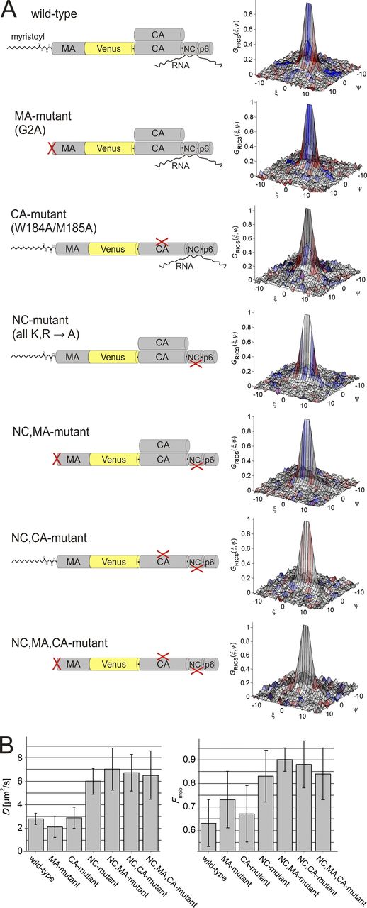 Figure 3. RICS analysis of the mobility of various Gag mutants. (A) Schematic representation and RICS analysis of the different point mutants of Gag used in this work. Shown on the right are representative, normalized, experimental SACFs of the mobile fraction of wt Gag and given mutants. Data are color coded according to the value of the goodness-of-fit weighted residuals parameter rw, where gray illustrates a good fit and red–blue indicates regions where the residuals deviate by >2.5 σ. The narrower shape of the SACF for the constructs with mutations in the NC domain indicates higher mobility for these mutants. (B) Column graph with the diffusion coefficients (left) and mobile fraction (right) determined from fits to the SACF. Error bars are the SDs of n experiments (see Table S1 for n). For proteins containing NC mutations, the mobile fraction is statistically larger than in experiments with mutants that do not have the NC mutations.