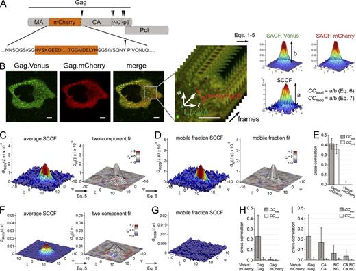 Figure 4. Investigation of Gag interactions using ccRICS. (A) Schematic drawing of Gag with mCherry inserted between the MA and CA domains. Arrowheads indicate the PR cleavage sites. (B) Principle of ccRICS. (left) Representative HeLa cell coexpressing Gag.Venus (green) and Gag.mCherry (red), with the region used for ccRICS in gray. (middle) Dual-color cross talk–free image series. Bars, 5 µm. (right) The Gag.Venus and Gag.mCherry SACF and spatial cross-correlation function (SCCF) are calculated from each frame using Eq. 2 and averaged. (C) ccRICS analysis of a HeLa cell expressing the tandem heterodimer mVenus-mCherry. The experimental SCCF on the left is color coded according to the correlation value, whereas the color of the two-component SCCF model on the right represents the value of the weighted residuals parameter rw (inset). (D) Data from C, with the static component subtracted. (E) Bar chart summarizing the mean CCtotal (Eq. 6) and CCmob (Eq. 7) parameters obtained after analysis of n cells expressing mVenus-mCherry or Venus + mCherry (as a negative control). The asterisk indicates that no significant cross-correlation was observed. (F) ccRICS analysis of the cell shown in B. Color coding as in C. (G) Data from F, with the static component subtracted. (H and I) Bar chart summarizing the mean CCtotal (Eq. 6) and CCmob (Eq. 7) parameters obtained after analysis of n cells expressing wt Gag (H) or mutants of Gag (I), respectively. Error bars in E, H, and I are the SDs on n experiments (see Table S2 for n). Table S2 also summarizes the most relevant parameters obtained after fitting.
