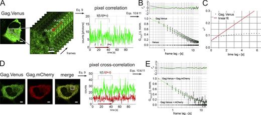 Figure 5. Investigation of Gag diffusing on the second timescale using (S)TIC(C)S. (A) Principle of TICS. (left) A representative HeLa cell expressing Gag.Venus with the region used for TICS indicated in gray. (middle) Zoom-in on the region that was analyzed. (right) Representative fluorescence time trace of a single pixel after preprocessing (see Materials and methods and Eq. 9). (B) The mean TACFs of all measurements (squares with error bars) for Gag.Venus and Venus. The top graph displays the weighted residuals, rw(τ), for the two-component fits in the bottom graph. The data and corresponding fits are displayed after subtraction of cell or cell-organelle movement. (C) Representative spatiotemporal image correlation spectroscopy (STICS)/iMSD analysis of HeLa cells expressing Gag.Venus illustrating confined diffusion of the Gag complexes. The solid line is a linear fit (Eq. 14) to the first two points yielding values of D = 0.009 µm2/s and ωr = 0.24 µm. In other analyses (four independent experiments), the trends in the data were similar. (D) The principle of TICCS with PIE. (left) A representative HeLa cell coexpressing Gag.Venus and Gag.mCherry is shown with the region used for the TICCS analysis indicated in gray. (right) A dual-color cross talk–free fluorescence time trace calculated on a per pixel basis. (E) Gag-specific TICCS analysis of cells (eight cells) coexpressing Gag.Venus and Gag.mCherry. The data (squares with error bars) represent the mean TCCF from different independent experiments. The data and fit (solid line, Eq. 11) were normalized to GTICCS(τ = 0.32 s) after subtracting the offset y0 and the slow diffusion component representing cell or cell-organelle movement. The top graph shows the reduced residuals, rw(τ). for the different fit functions in the bottom graph. (black) Gag.Venus + mCherry, single-component fit, (green) Gag.Venus + Gag.mCherry, two-component fit. As a control, the mean TCCF from cells coexpressing Gag.Venus and mCherry is displayed. Error bars in B and E are the standard error of the mean from n experiments (see Table S3 for n). Table S3 also summarizes the most relevant parameters obtained from the fits. Bars, 5 µm.