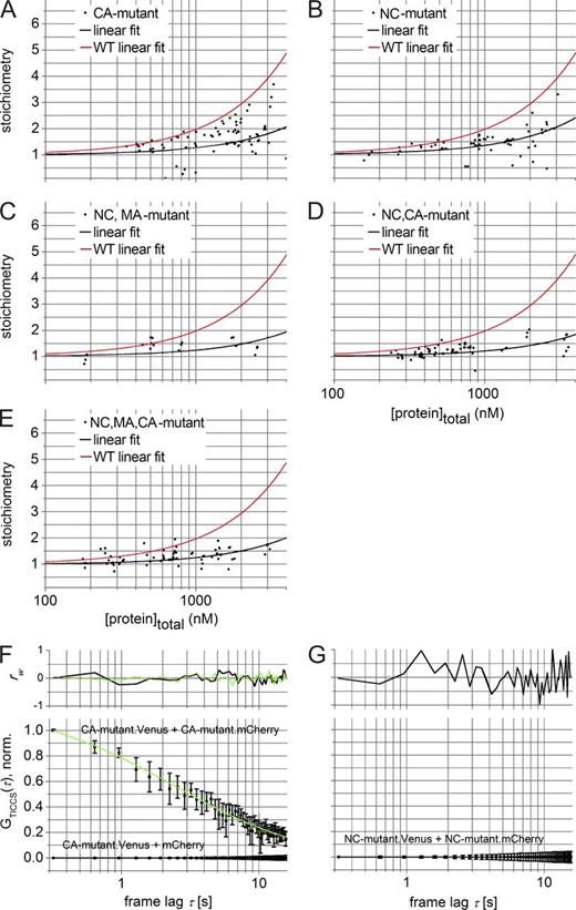 Figure 7. The effect of Gag mutations on cytosolic Gag oligomerization. (A–E) N&B analysis of the different Gag mutants. Plot of the mean cytosolic stoichiometry (ε divided by mean εVenus = 5.3 ± 0.3 kHz) versus the total monomer concentration for the CA mutant (A), NC mutant (B), NC,MA mutant (C), NC,CA mutant (D), and MC,MA,CA mutant (E) of Gag. Molar concentrations are obtained from number concentrations (Eq. 19) by dividing the mean image intensity by the mean εVenus. Each data point represents a measurement in a separate cell. The solid black line is a linear fit with y intercept = 1, and the solid red line is the linear fit of the wt data from Fig. 6 E. (F) Gag-specific TICCS analysis of cells coexpressing the CA mutant.Venus and the CA mutant.mCherry. The data (squares with error bars) represent the mean TCCF from different independent experiments. The data and fit (solid line, Eq. 11) were normalized to GTICCS(τ = 0.32 s) after subtracting the offset y0 and the slow diffusion component representing cell or cell-organelle movement. The top graph shows the reduced residuals, rw(τ), for the different fit functions in the bottom graph. (black) CA mutant.Venus + mCherry, single-component fit; (green) CA-mutant.Venus + CA-mutant.mCherry, two-component fit. (G) Gag-specific TICCS analysis of cells coexpressing Gag.Venus- and Gag.mCherry-tagged versions of the NC mutant Gag. Data (squares with error bars) represent the mean CCF from different independent experiments with the standard error of the mean on n independent experiments (see Table S3 for n). The data and fit (solid line, Eq. 11) were normalized to GTICCS(τ = 0.32 s) after subtracting the offset y0 and the slow diffusion component representing cell or cell organelle movement. The top graph displays the weighted residuals, rw(τ). As a control, the analysis of cells coexpressing the Venus-tagged CA mutant and mCherry are displayed in G. Table S3 summarizes the most relevant parameters obtained after fitting of the TICCS data.