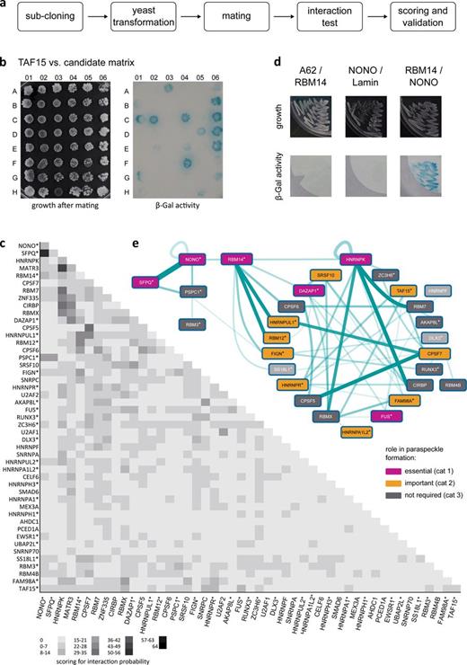 Figure 1. An interactome of paraspeckle proteins. (a) Schematic of the yeast two-hybrid mating strategy. (b) Example of a growth plate (left) with 48 mated yeast spots, each containing bait protein, with different candidate fusion proteins. The code of the grid position for each candidate is in Table S1. At right is the filter lift for the plate, color is β-galactosidase (β-Gal) activity. (c) Interactions between paraspeckle proteins, with numerical values binned into grayscale, as indicated. The values reflect both the strength of the interaction as well as the number of times it occurred in the two replicate experiments, see Materials and methods. (d) Example of a cotransformation with candidate proteins and negative controls. (e) Network diagram of the interactome, excluding putative paraspeckle proteins, with a cutoff of 8 for interaction (see Materials and methods), line thickness increasing with interaction score. Color coding is relevance to paraspeckle formation, determined by siRNA knockdown (Naganuma et al., 2012). Asterisks indicate proteins with PLDs (Fig. S2).