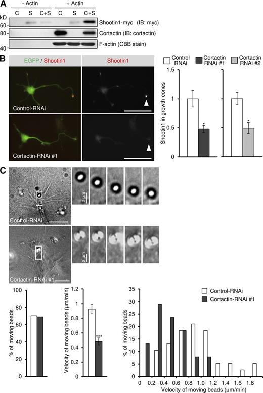 Figure 3. Cortactin mediates the linkage between F-actin and shootin1 as a clutch molecule. (A) Cosedimentation of shootin1 with F-actin in the presence of cortactin. Polymerized actin (5 µM) was incubated with purified cortactin (1.5 µM; C), purified shootin1-myc (1.5 µM; S), or both (C+S). After centrifugation, the pellets were immunoblotted with anti-cortactin or anti-myc antibody. F-actin was detected by Coomassie brilliant blue (CBB) staining. (B) Hippocampal neurons were transfected with miRNA against cortactin (#1 or #2) or control miRNA, and cultured on polylysine-coated coverslips for 48 h. They were then fixed and immunostained with anti-shootin1 antibody. The vectors for the miRNAs are designed to coexpress EGFP. Arrowheads indicate an axonal growth cone. Relative fluorescence intensities of shootin1 in growth cones are shown on the right (n = 289 neurons). (C) DIC micrographs showing retrograde movement of L1-CAM-Fc–coated beads on axonal growth cones (3 d in vitro) expressing a control miRNA or cortactin miRNA, and a time series of the indicated areas at 30-s intervals (right). See Videos 5 and 6. The bottom panel illustrates the percentage of beads that showed retrograde flow on growth cones expressing control miRNA (n = 38) or cortactin miRNA (n = 38; left), the mean velocity of moving beads (middle), and the percentage of moving beads with the indicated velocities (right). Data represent means ± SEM (error bars); *, P < 0.05; ***, P < 0.001. Bars: (B) 50 µm; (C) 10 µm.