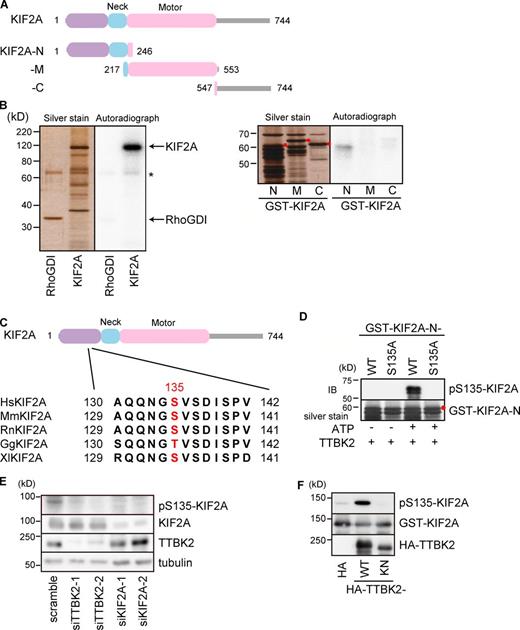 Figure 2. TTBK2 phosphorylates the MT depolymerase KIF2A. (A) Schematic diagram of KIF2A. The domain organization of KIF2A and its fragments is indicated. (B) Phosphorylation of KIF2A by TTBK2 in vitro. (Left) KIF2A-FL and control RhoGDI from Sf9 cells were incubated with GST–TTBK2-cat. TTBK2 effectively phosphorylated KIF2A at a stoichiometry of 2.54 ± 0.13. The asterisk indicates the autophosphorylation of TTBK2-cat. (Right) GST-KIF2A fragments from bacteria were incubated with TTBK2-FL. TTBK2 predominantly phosphorylated KIF2A-N. The intact bands of the KIF2A fragments are labeled with red dots. (C) Schematic diagram of KIF2A and multiple sequence alignment of KIF2A from several organisms. A TTBK2-mediated phosphorylation site in KIF2A (S135 in human KIF2A) is located in the N-terminal region of KIF2A. S135 on KIF2A is conserved among vertebrates, and those are highlighted in red. Hs, Homo sapiens; Mm, Mus musculus; Rn, Rattus norvegicus; Gg, Gallus gallus; XI, Xenopus laevis. (D) Purified GST–KIF2A-N-WT or -S135A was incubated with TTBK2 in the presence or absence of ATP followed by silver staining or immunoblot analysis using an anti–pS135-KIF2A antibody. The anti–pS135-KIF2A antibody only detected KIF2A-N-WT incubated in the presence of ATP, indicating that the antibody specifically recognizes KIF2A phosphorylated at S135. The red dot indicates the intact band of GST–KIF2A-N. (E) HeLa cells were transfected with the indicated siRNAs and cultured for 48 h. The phosphorylation of KIF2A at S135 was visualized by immunoblot analysis using an anti–pS135-KIF2A antibody. TTBK2 depletion reduced the phosphorylation of endogenous KIF2A at S135. (F) GST-KIF2A was coexpressed with the indicated HA-fused proteins in COS-7 cells. Coexpression of TTBK2-WT increased the phosphorylation of KIF2A at S135. All of the results are representative of more than four independent experiments. See Fig. S2 for the determination of TTBK2 substrates and Table S2 for identification of the TTBK2-mediated phosphorylation sites of KIF2A. IB, immunoblotting.