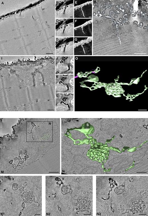Figure 3. Ultrastructural morphological abnormalities do not affect the relative surface area of cavin-1−/− muscle fibers. (A–D) Single tomogram image from a ruthenium red–labeled WT muscle fiber showing T-tubule connection to the surface via caveolae (A). Tomographic slices (B–D) represent an enlargement of boxed area in A. See Video 2. (E–G) High magnification 3D images of a WT muscle fiber showing T-tubule connection to the surface via caveolae. See Video 3. (H) 3D surface-rendered reconstruction showing T-tubules connecting to the muscle fiber surface via caveolar rosettes. (I–L) Single tomogram image of a ruthenium red–labeled cavin-1−/− muscle fiber showing dilated T-tubules connecting to the surface via vacuoles (I). Tomographic slices (J–L) represent an enlargement of boxed area in I. See Videos 4 and 5. (M) Tomographic slice of a ruthenium red–labeled cavin-1−/− muscle fiber. (N) Surface-rendered reconstruction highlights honeycomb structure of T tubule–connected reticulated networks as previously shown in differentiating muscle cells (Parton et al., 1997) and human CAV3 muscle (Minetti et al., 2002). Reticulated networks are connected to the surface (S) via vacuoles (V). (N1–N3) Tomographic slices of ruthenium red–labeled cavin-1−/− muscle fiber area highlighted in N. See also Fig. S3 (A and B). (O) 3D view of surface-rendered reconstruction of area highlighted in N showing reticulated networks observed in cavin-1−/− muscle (green). Pink highlights connections to the plasma membrane. Bars: (A, I, and M) 500 nm; (B, E, and J) 100 nm; (H, N, N1–N3, and O) 200 nm.