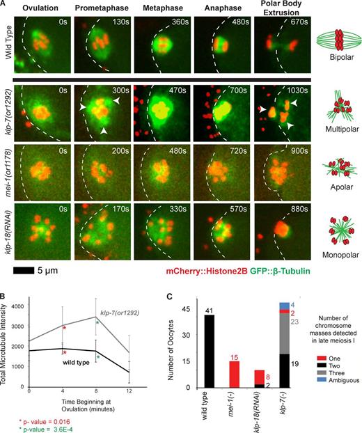 Figure 2. klp-7(−) mutants accumulate an excess of microtubules and exhibit tripolar chromosome segregation during oocyte meiosis I. (A) Time-lapse spinning disk confocal images during meiosis I in live wild-type and mutant embryos expressing mCherry::Histone H2B and GFP::β-tubulin translational fusions to mark chromosomes and microtubules, respectively. White dashed lines indicate the oocyte plasma membrane, and times after ovulation are indicated in time-lapse sequence frames. Arrowheads indicate possible poles in the klp-7(or1292ts) mutant. Schematics to the right illustrate our interpretations of the pole phenotypes. (B) Integrated GFP::β-tubulin pixel intensity, in arbitrary units, was measured beginning at ovulation and at 4-min intervals (Materials and methods section Microscopy); data are from video recordings of embryos each isolated from individual worms. For wild type, n = 8 and for klp-7(or1292ts), n = 10, at both 4 and 8 min, respectively. Error bars depict the standard deviation among embryos at each time point. P-values, calculated using a Student’s t test, comparing the mean integrated pixel intensities in wild-type and klp-7(−) oocytes for 4 and 8 min are indicated with asterisks. (C) Bar graph shows the number of segregating chromosome masses detected during anaphase for the indicated genotypes, with klp-7(−) referring to the summed results from experiments using RNAi (n = 23), or1092ts (n = 7), and or1292ts (n = 18); each embryo was isolated from a different worm. The numbers of embryos scored as having each phenotype are adjacent to each bar. See Fig. S4 for bar graphs showing the results for each klp-7(−) genotype.