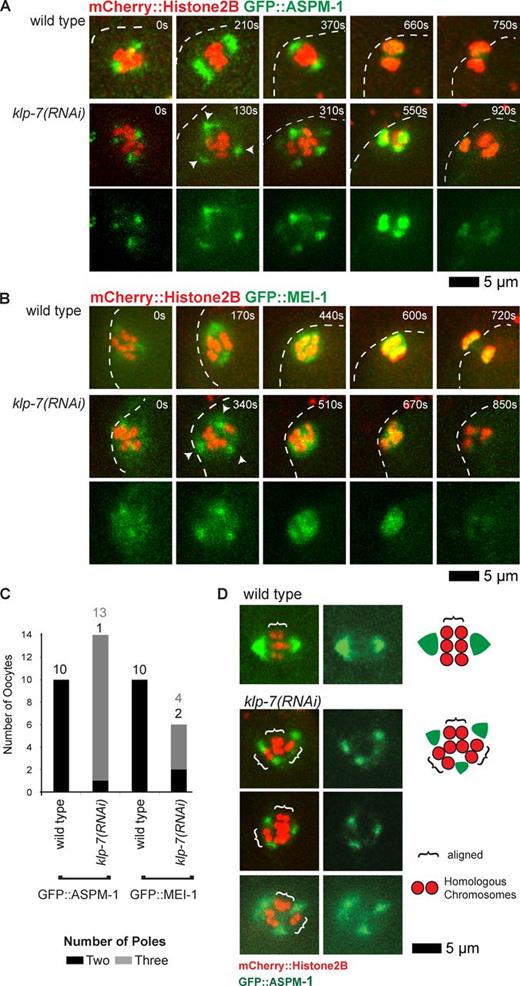 Figure 3. klp-7(−) mutants assemble extra spindle poles during oocyte meiosis I. (A and B) Time-lapse spinning disk confocal images of meiosis I in live wild-type and mutant embryos expressing mCherry::Histone H2B to mark chromosomes and GFP::ASPM-1 (A) or GFP::MEI-1 (B) translational fusions. White dashed lines indicate the oocyte plasma membrane, and times after ovulation are indicated in time-lapse sequence frames. Arrowheads indicate possible poles in the klp-7(or1292ts) mutant. (C) Bar graph indicating the number of spindle poles observed during meiosis I in wild-type and klp-7(−) oocytes using both GFP::ASPM-1 and GFP::MEI-1 foci to score pole numbers 400 s after ovulation, or in oocytes that progressed through meiosis more quickly at the last time point before the pole marker coalesced on the chromosomes. The numbers of embryos scored as having each phenotype are adjacent to each bar. See Fig. S4 for bar graphs showing the results for each klp-7(−) genotype. All data are from video micrographs of embryos isolated from different worms in multiple RNAi knockdown experiments. Note that extra poles were almost always observed in klp-7(RNAi) mutants, even though extra oocyte pronuclei were observed less frequently using differential interference contrast optics after the completion of meiosis I and II, compared with TS alleles (Fig. 1 B). (D) Paired homologous chromosomes are aligned along multiple spindle pole axes in klp-7(−) oocytes during meiosis I in oocytes expressing mCherry::Histone H2B to mark chromosomes and GFP::ASPM-1 to mark spindle poles. Brackets indicate homologous chromosome pairs oriented along interpolar axes. Schematics that illustrate representative examples, and a legend, are to the right.