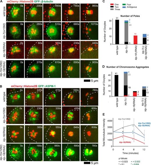 Figure 4. Reducing klp-7 function partially restores oocyte meiotic spindle bipolarity in klp-18(−) mutants. (A and B) Time-lapse spinning disk confocal images during meiosis I of live wild-type and mutant embryos expressing either mCherry::Histone H2B and GFP::β-tubulin to mark chromosomes and microtubules, respectively (A), or mCherry::Histone H2B and GFP::ASPM-1 to mark chromosomes and spindle poles, respectively (B). White dashed lines indicate the oocyte plasma membrane, and times after ovulation are indicated in time-lapse sequence frames. (C and D) As described in Fig. 3, bar graphs indicate the number of GFP::ASPM-1 or GFP::MEI-1 foci in individual oocytes (C) and the number of segregating chromosome masses detected during anaphase from GFP::β-tubulin, GFP::ASPM-1, and GFP::MEI-1 strains expressing mCherry::Histone H2B (D) for the indicated genotypes. The legend (C) provides a color code for pole and aggregate numbers. The numbers from klp-7(RNAi) and klp-7(or1292ts) are merged; see Fig. S4 for the number of embryos analyzed for each genotype to score both pole and aggregate numbers. All data are from video micrographs of individual oocytes, each isolated from different worms in multiple experiments. The numbers of embryos scored as having each phenotype are adjacent to each bar. See Fig. S4 for bar graphs showing the results for each klp-7(−) genotype. (E) Integrated GFP::β-tubulin pixel intensity beginning at ovulation over time during meiosis I from strains of the indicated genotypes. Error bars depict the standard deviation at each time point. P-values comparing the microtubule signals in klp-18(−) and klp-7(−);klp-18(−) oocytes are indicated with asterisks. Note in B and in subsequent figures that GFP::ASPM-1 often appears to accumulate in higher levels in klp-7(−) mutants compared with klp-7(+) genotypes; although we have not quantified this difference, it may result from the increased microtubule accumulation in klp7(−) oocytes or from other influences of KLP-7 on ASPM-1.