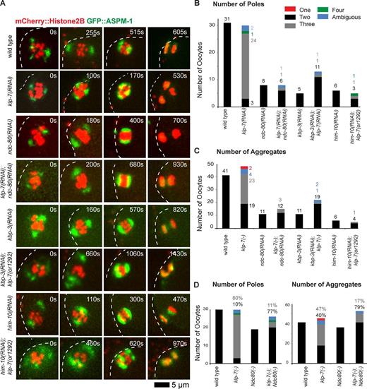 Figure 6. Disrupting the Ndc80 complex during meiosis I restores bipolarity to klp-7(−) oocytes. (A) Time-lapse spinning disk confocal images during meiosis I in live wild-type, ndc-80(−), kbp-3(−), and klp-7(−) single and double mutant oocytes expressing mCherry::Histone H2B and GFP::ASPM-1 to mark chromosomes and spindle poles, respectively. White dashed lines indicate the oocyte plasma membrane, and times after ovulation are indicated in time-lapse sequence frames. (B) Bar graph indicates the number of GFP::ASPM-1 foci observed for the indicated genotypes as described in Fig. 3. (C) Bar graph showing the number of segregating chromosome masses detected during anaphase for the indicated genotypes. The legend in B provides a color code for pole and aggregate numbers. (D) Bar graphs showing the same data as in B and C, but as a sum of all Ndc80 complex(−) and klp-7(−); Ndc80 complex(−) mutants. In B–D, klp-7(−) indicates results from both klp-7(or1292ts) and klp-7(RNAi) oocytes, from transgenic strains expressing mCherry::Histone H2B + GFP::ASPM-1 and mCherry::Histone H2B + GFP::MEI-1 (B and D) for pole numbers, and also mCherry::Histone H2B + GFP::β-tubulin (C and D) for aggregate numbers. In D the percentage of embryos, rather than number (B and C), with indicated phenotypes are shown. See Fig. S4 for the numbers of embryos analyzed for each genotype to score both pole and aggregate numbers. All data are from video micrographs of individual oocytes, each isolated from different worms in multiple experiments.
