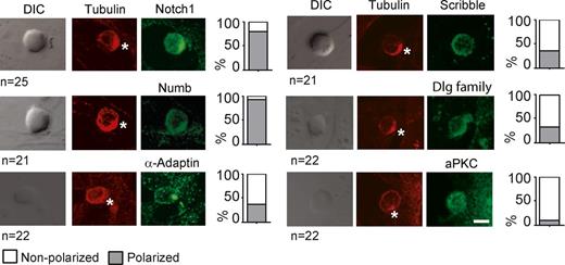 Figure 1. DN3 thymocytes polarize during stromal interactions at interphase. DN3 thymocytes express and polarize cell fate and polarity proteins. DN3–stromal cell conjugates were fixed and costained with α-tubulin (red) and either a cell fate or polarity protein (green). Only cells in which the MTOC was recruited to the stromal interface were analyzed. Of these, the percentage of thymocytes is shown displaying polarized localization if the protein of interest recruited to the stromal interface (gray bars), or nonpolarized localization if it did not colocalize with the MTOC at the thymocyte–stromal interface. The asterisks indicate the interface between the thymocyte and stromal cell. Bar, 10 µm. n = 2 independent experiments; n = 21–25 for each condition. DIC, differential interference contrast. Also see Fig. S2 for microarray analysis of expression of polarity proteins and cell fate determinants in the different stages of T cell development.
