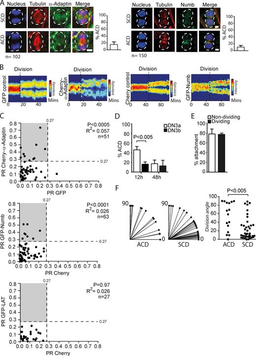 Figure 2. DN3 thymocytes undergo ACD. (A) A proportion of DN3 thymocytes asymmetrically localizes α-Adaptin and Numb during division. Z-projected images of dividing DN3 thymocytes cultured on OP9-DL1 stromal cells, fixed, and stained for α-tubulin, DNA, and either α-Adaptin or Numb. Images were scored as SCD or ACD based on subjective operator assessment of fluorescence distribution (the operator was blinded as to the identity of each stain). Scores are shown as percentages and analyzed from n = 3 independent experiments; n = 102 (α-Adaptin) and 150 (Numb). The white dotted lines depict the outline of the dividing thymocyte. Bars, 10 µm. (B) Asymmetry is maintained beyond division. Heat map projection of both GFP and Cherry–α-Adaptin (left) or Cherry and GFP-Numb (right) in a DN3 thymocyte tracked before and after division. The black dotted line indicates the time of cytokinesis. Scale of absolute units of fluorescence intensity is shown. (C) Absolute PR plots in dividing DN3 thymocytes expressing GFP and Cherry–α-Adaptin (top), Cherry and GFP-Numb (middle), and Cherry and GFP-LAT (bottom). Absolute PR is calculated as the absolute difference in fluorescence between the two halves divided by the sum of fluorescence. n = 3 independent experiments. Total number of analyzed divisions: Cherry–α-Adaptin, n = 51; GFP-Numb, n = 63; and GFP-LAT, n = 27. A paired t test comparing PR values for test and control protein and Pearson’s linear correlation coefficient are shown. (D) DN3a thymocytes preferentially undergo ACD compared with DN3b thymocytes. DN3a and DN3b thymocytes were cultured on OP9-DL1 stromal cells stained for α-tubulin and α-Adaptin as a marker for asymmetry during division. The percentage of ACD events at 12 h and 48 h of culture as determined by polarization of α-Adaptin during DN3a and DN3b division; n = 4 independent experiments. (E) The majority of DN3 thymocytes interact with stromal cells during interphase and division. Time-lapse imaging of DN3 thymocytes transduced with Cherry-tubulin were cultured on OP9-DL1 stromal cells, and the percent attachment of Cherry-tubulin DN3 thymocytes with stromal cells when not dividing or dividing are shown. n = 3 independent experiments; n = 450 (nondividing) and 78 (dividing). (F) Enrichment of perpendicular divisions in DN3 thymocytes undergoing ACD. Time-lapse imaging of DN3 thymocytes transduced with Cherry–α-Adaptin and GFP during culture on OP9-DL1 stromal cells. A line was drawn through the axis of division based on the center of each nascent daughter, and the angle of the spindle axis was calculated relative to a line through the interface with the stromal cell (depicted as the horizontal axis in the left plot). The angles were compiled in a scatter plot on the right. n = 3 independent experiments and n = 54 divisions. An unpaired Student’s t test (P < 0.05) was used. Data are represented as ±SEM. Also see Fig. S4.