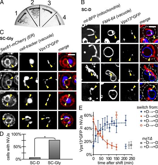 Figure 3. Vps13 localizes to alternative membrane contact sites. (A) Assessment of the functionality of GFP-tagged Vps13 using synthetic lethality with MMM1. mmm1 thermo-sensitive strains harboring a GFP inserted in Vps13 after amino acid 499 (1), 446 (3), 473 (4), or untagged Vps13 (2) were streaked onto YPD and grown at the nonpermissive temperature (37°C). Only GFP inserted after amino acid 499 yields a functional protein. (B) Intracellular localization of Vps13^GFP in otherwise WT cells grown on SC-Dextrose, expressing a mitochondrial marker (mtBFP) and stained with a vacuole dye (FM4-64). Vps13^GFP is often found in foci colocalizing with the vacuole and mitochondria. Bar, 2 µm. (C) Intracellular localization of Vps13^GFP in otherwise Sec61-mCherry cells grown on SC-Glycerol, and stained with the vacuole marker CellTracker Blue CMAC. Vps13^GFP relocalizes to NVJs (yellow arrowheads). (D) Quantification of the number of cells in which Vps13^GFP shows NVJ localization in dextrose- (SC-D) and glycerol- (SC-Gly) containing medium. *, P < 10−100 from a Fisher’s exact test. (E) Time course showing the percentage of Vps13 found in NVJs upon carbon source shifting. At time 0, cells grown to exponential phase in dextrose-replete (+D) or depleted (-D) medium were washed and resuspended in indicated medium. Percentages were calculated automatically with ImageJ Script S3.