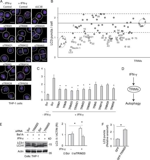 Figure 1. TRIMs regulate IFN-γ–induced autophagy. (A) THP-1 cells were subjected to TRIM knockdown and treated with 1,000 U/ml IFN-γ for 4 h, and high content (HC) analysis was performed using a Cellomics HCS scanner (epifluorescence) and iDEV software. HC (magenta, endogenous LC3B immunofluorescence; blue, nuclei stained with Hoechst). Mask overlay, software-defined objects (primary objects, cell outlines; internal secondary objects, LC3 puncta). (B) Average count of LC3 puncta per cell from cells treated as in A (data from two 96-well plates with identical siRNA arrangements; the corresponding data are shown in Fig. S1 C). Encircled are IFN-γ–treated wells (right) and wells with vehicle controls (bottom left). TRIM knockdowns that reduced LC3 puncta readout in both of the two experiments by 3 SDs (horizontal dot lines) from the average of IFN-γ–treated controls (horizontal solid line) are indicated by corresponding TRIM numbers (open circle). TRIMs that were chosen in follow up experiments in Fig. 1 C are also indicated with number. (C) Similar to B, except that THP-1 cells were subjected to specific TRIM or scrambled (Scr; control) knockdowns and were analyzed in quadruplicates or more repeats. (D) Model of TRIMs-mediated IFN-γ–induced autophagy based on the results obtained in Fig. 1 and Fig. S1 thus far. (E) THP-1 cells were treated with TRIM20 or scrambled siRNAs, incubated with or without IFN-γ for 4 h in the presence of bafilomycin A1 (Baf A1), and LC3-II conversion was determined by immunoblots. RI, relative intensity. (F) HeLa cells were transfected with GFP or GFP-TRIM20, and HC analysis was performed. Data, means ± SE; n ≥ 3. *, P < 0.05 (ANOVA, C and E, or t test in F). Bars, 5 µm.