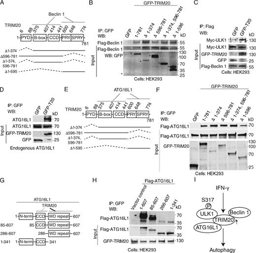 Figure 3. TRIM20 assembles ULK1 and Beclin 1 in a complex and interacts with ATG16L1. (A) TRIM20 domains and deletion constructs used. (B) Coimmunoprecipitation analysis of interaction between deletion variants of TRIM20 (as GFP fusions; asterisks denote fusion products on the bottom blot) with Flag-Beclin 1 in HEK293 cells. (C) Coimmunoprecipitation analysis of ULK1 in Beclin 1 complexes in the presence and absence of TRIM20 in HEK293T cell lysates. (D) Coimmunoprecipitation analysis of GFP-TRIM20 with endogenous ATG16L1. (E) TRIM20 domains and deletion constructs used. (F) Coimmunoprecipitation analysis of interaction between deletion variants of TRIM20 with Flag-ATG16L1 in HEK293 cells. (G) ATG16L1 domains and deletion constructs used. (H) Coimmunoprecipitation analysis of interactions between deletion variants of Flag-ATG16L1 and GFP-TRIM20 in HEK293 cells. (I) Model of TRIM20-dependent autophagy induction based on Fig. 2, Fig. 3, and Fig. S2. Data are representative of three or more experiments.
