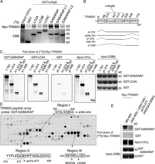 Figure 4. TRIM20 interacts with mammalian Atg8 paralogues (mAtg8s). (A) GST pull-down analysis of interactions between radiolabeled Myc-TRIM20 and GST-tagged mAtg8s. (top) Autoradiogram of pull-down products. (bottom) CBB-stained SDS-polyacrylamide gel with GST-mAtg8s. (B) TRIM20 domains and deletion constructs used. (C) GST pull-down analysis of binding between radiolabeled Myc-TRIM20 deletion variants and GST-GABARAP and GST-LC3A. (D) Identification of GABARAP-interacting regions on TRIM20 by peptide array. Three series of TRIM20 peptides (regions of primary sequence staggered by three amino acid residues), with either three or four positive consecutive binding signals, were identified. The peptide sequences corresponding to the positive binding signals (encompassed spots; defined as regions I, II, and III) were mutated as indicated and were subjected to the GST pull-down experiments in E and Fig. S2 F. (E) GST pull-down analysis of interaction between radiolabeled Myc-TRIM20 triple mutants and GST-GABARAP. Data are representative of three or more experiments.