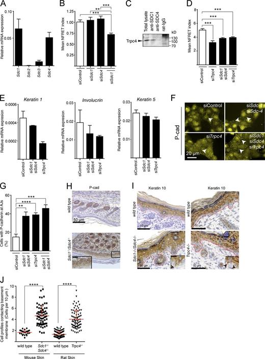 Figure 4. Syndecan regulation of calcium and cell adhesion through TRPC4 in epithelial cells. (A) Syndecan expression in HaCaT cells was analyzed by quantitative RT-PCR. Syndecan-1 and -4 were expressed highly in contrast to syndecan-2 and -3. (B) Single knockdown of syndecan-1 or -4 in HaCaT epidermal cells does not affect cytosolic calcium levels, whereas reduction of both proteoglycans yields reduced cytosolic calcium. n = 26–56. (C) TRPC4 associates with syndecan-1 and -4. Specific syndecan antibodies were used to cluster and precipitate complexes that were probed for TRPC4. Normal rat IgG was used as a control. (D) Silencing TRPC4 in HaCat cells reduces cytosolic calcium similar to that of double syndecan-1/4 knockdown. Combining siRNA for the syndecans and TRPC4 together does not further reduce cytosolic calcium. n > 40 cells in each case. (E) Differentiation markers keratin 1 and involucrin, but not basal keratin 5, mRNA levels were decreased on reduction of syndecan-1 and -4 or TRPC4 (n = 3). (F and G) P-cadherin immunocytochemistry in HaCat cells silenced for syndecan-1 and -4 showed an increase at adherens junctions (arrowheads) after 4 h of culture in high calcium medium to stimulate differentiation. Similar effects are seen in cells silenced for TRPC4 expression or TRPC4 silenced in a syndecan null background. Data are shown from five replicates. (H) wt newborn murine skin contains no discernible P-cadherin in interfollicular epidermis, but it is strongly expressed in the basal and spinous layers of the syndecan-1/4 double KO tissue. (I) Keratin 10 is strictly suprabasal in wt mouse (left) and rat skin (right), but keratin 10–positive cytoplasmic extensions to the basement membrane (marked in red) are present in the syndecan null and TRPC4 null epidermis (arrowheads). Insets in H and I show higher magnification images of boxed areas. Bars, 10 µm. (J) Electron micrographs of skin samples from two different tissue blocks from neonate wt mouse and rat skin, s1s4 double KO mouse, and TRPC4 KO rat skin were analyzed (examples shown in Fig. S3 E). Total discrete cell profiles in contact with the dermal–epidermal junction were quantitated. A total of 24 frames (86 cells) for mouse wt, 70 frames (454 cells) for s1s4 KO mouse, 127 frames (148 cells) for wt rat, and 82 frames (208 cells) for TRPC4 KO rat were quantitated. Statistical analysis was performed and group differences were determined using unpaired t test. ****, P < 0.0001 for both sets of null animals versus their respective wt controls. See also Fig. S3. Data are the mean ± SEM. ****, P < 0.0001; ***, P < 0.001; **, P < 0.01; unpaired t test.