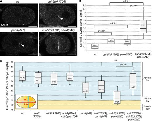 Figure 3. ANI-2 accumulates and is required to misposition the furrow in cul-5 par-4 embryos. (A and B) ANI-2 strongly accumulates at the cortex between AB and P1 in cul-5(ok1706) par-4(it47) embryos. Confocal sections of two-cell embryos (A) of the indicated genotypes stained with anti-ANI-2 antibody and quantification (B) of ANI-2 cortical accumulation (see Materials and methods for details). Most wild-type embryos show no ANI-2 staining. ANI-2 weakly accumulates in cul-5(ok1706) and par-4(it47) embryos (arrowheads) and strongly in cul-5(ok1706) par-4(it47) embryos. Bars, 10 µm. See also Fig. S1 D. (C) ani-2 RNAi suppresses furrow position defects of cul-5(ok1706) par-4(it47) embryos. Furrow position was measured when the furrow spanned the entire embryo. P-values from Student’s t test.