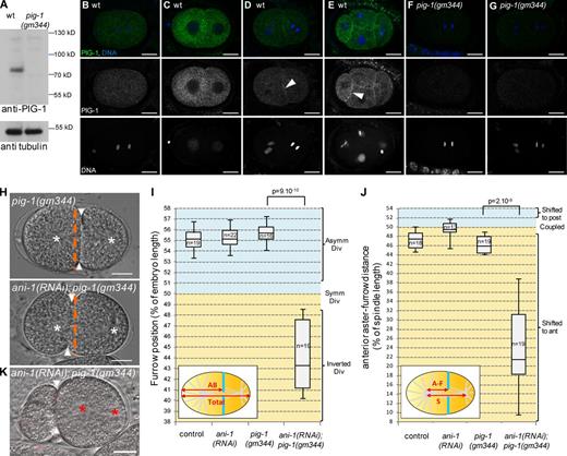 Figure 5. Loss of PIG-1 and ANI-1 leads to strong furrow mispositioning. (A–G) PIG-1 is expressed in embryos. Western blot (A) shows that PIG-1 is expressed in wild-type but not pig-1(gm344) embryonic extracts. Tubulin is used as a loading control. Immunostainings (B–G) show that PIG-1 is expressed in early wild-type (B–E) but not pig-1(gm344) embryos (F and G). PIG-1 is localized in the cytoplasm in one-cell (B) and early two-cell (C) embryos, it is also localized at the cortex between adjacent cells in late two-cell (D) and four-cell embryos (E). See also Video 5. (H–J) ani-1(RNAi); pig-1(gm344) embryos show strong furrow mispositioning. DIC images (H) and quantification of furrow position (I) and furrow/spindle coupling (J) in dividing one-cell embryos of the indicated genotypes. In J, all strains also express an α-tub::YFP transgene. Furrow position was measured when the furrow reached its most anterior position. (H) Orange dashed lines correspond to the embryo center, arrowheads to furrow position, and white asterisks to spindle asters. See also Fig. S3. (K) Strong furrow mispositioning can lead to DNA segregation defects in ani-1(RNAi); pig-1(gm344) embryos. DIC pictures of an ani-1(RNAi); pig-1(gm344) embryo in which all DNA is inherited by the posterior cell. This embryo also expressed an mCherry::HIS-58 transgene to monitor DNA position (red asterisks). Arrowheads indicate furrow position. 12 out of 28 embryos showed this DNA segregation phenotype. Bars, 10 µm. P-values from Student’s t test.