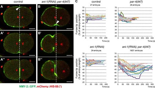 Figure 6. Dynamics of furrow ingression in ani-1; par-4 embryos. (A and B) During ingression, furrow position does not change in control embryos whereas it is strongly displaced in ani-1(RNAi); par-4(it47) embryos. Furrow position during ingression is monitored with an NMY-2::GFP transgene (green). DNA is monitored with an mCherry::HIS-58 transgene (red and asterisks). Images were acquired at the onset of cytokinesis (A and B), during ingression (A′ and B′), and just after furrow closure (A″ and B″). Arrowheads and white dashed lines indicate the position of initial ingression. Bars, 10 µm. See also Fig. S4 (A and B) and Video 6. (C) Graphs representing the position of the furrow tip during ingression of embryos of the indicated genotypes (all strains also express an NMY-2::GFP and mCherry::HIS-58 transgene). The furrow tip on the embryo side where ingression first initiated was tracked from ingression initiation until furrow closure. Its position is expressed as a percentage of embryo length (0% corresponds to the anterior pole and 100% to the posterior pole). Each colored track corresponds to the furrow tip position of a single embryo. 18/21 ani-1(RNAi); par-4(it47) embryos displayed such a furrow displacement; others are represented in Fig.S4 (A and B).