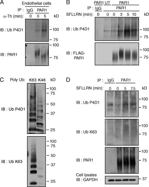 Figure 1. Activated PAR1 is modified with K63-linked ubiquitin. (A) Ubiquitination of endogenous PAR1 detected in endothelial cells after stimulation with 10 nM α-Th. (B) Ubiquitination of FLAG-tagged PAR1 WT expressed in HeLa cells after stimulation with 100 µM SFLLRN. (C) Poly K63- or K48-linked ubiquitin chains (300 ng each) detected with anti-pan ubiquitin (Ub) P4D1 or anti-K63 Ub specific antibodies. (D) Ubiquitination of FLAG-tagged PAR1 in HeLa cells after stimulation with 100 µM SFLLRN. See Fig. S1 A.