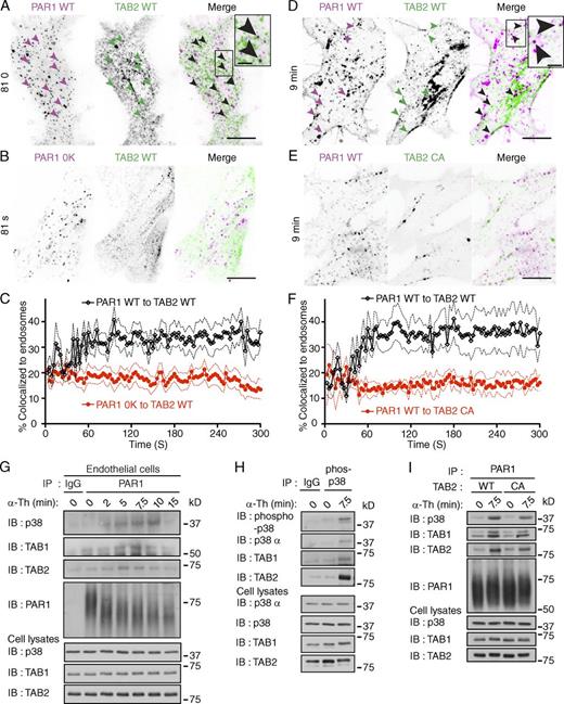 Figure 6. Activation of PAR1 initiates assembly of an ubiquitin-dependent TAB2–TAB1–p38 signaling complex on endosomes. (A and B) PAR1 WT or 0K mutant coexpressed with TAB2 WT tdTomato in HEK293 cells were stimulated with 100 µM SFLLRN. Images of live cells at 81 s are shown. Arrowheads show PAR1 WT and TAB2 WT containing punctae. PAR1 WT and TAB2 WT colocalization is indicated by black punctae in the merged image. Insets are magnifications of the boxed areas. Bars: (main panels) 10 µm; (insets) 2.5 µm. See Fig. S4 (A–D). (C) Quantification of TAB2 WT tdTomato colocalization with PAR1 WT (black lines) or 0K mutant (red lines) on endosomes induced by 100 µM SFLLRN. Solid lines represent the mean and the dashed lines represent the standard deviation. n > 5 cells. (D and E) PAR1 WT coexpressed with either TAB2 WT or CA mutant tdTomato in HEK293 cells were stimulated with 100 µM SFLLRN. Arrowheads show PAR1 WT and TAB2 WT positive punctae at 9 min. PAR1 WT and TAB WT containing punctae are indicated by black punctae in the merged image. Insets are magnifications of boxed areas. Bars: (main panels) 10 µm; (insets) 2.5 µm. (F) Quantification of PAR1 WT colocalization with either TAB2 WT (black lines) or CA mutant (red lines) tdTomato on endosomes induced by 100 µM SFLLRN. Solid lines represent the mean and the broken lines represent the standard deviation. n > 5 cells. (G) Endogenous PAR1 was immunoprecipitated from endothelial cells stimulated with 10 nM α-Th, and coassociated p38, TAB1, and TAB2 were determined. (H) Phosphorylated p38 was immunoprecipitated from PAR1 HeLa cells stimulated with 10 nM α-Th, and coprecipitated p38-α, TAB1, and TAB2 was detected. (I) PAR1-expressing HeLa cells coexpressing TAB2 WT or CA mutant were stimulated with 10 nM α-Th, and coassociated p38, TAB1, and TAB2 were determined.
