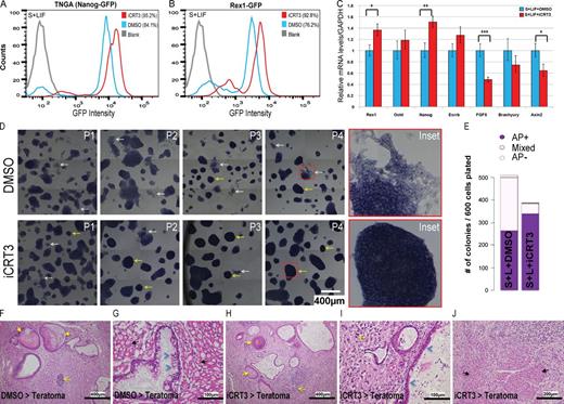 Figure 2. Long-term inhibition of β-catenin/TCF–mediated transcriptional activity enhances self-renewal of mESCs. (A and B) Flow cytometry of TNGA (Nanog reporter) (A) and Rex1-GFP (B) mESCs grown in serum plus LIF (S+LIF) with iCRT3 (14 d). Two independent experiments were set up with TNGA and Rex1-GFP cell lines. (C) qPCR analysis for pluripotency/differentiation markers and TCF target genes in cells maintained in iCRT3 for four passages. Mean ± SD of three replicates. (D) Representative bright-field images of mESCs maintained in S+LIF over multiple passages of iCRT3 treatment (P1–P4). Note that iCRT3-treated cells demonstrate lower spontaneous differentiation (white arrows and inset), more compact colony morphology, and higher AP expression (yellow arrows and inset), compared with DMSO. Resized original images and additional ×6 digitally magnified insets shown are from a single representative experiment (for NG4) out of three replicates for each of NG4 and Rex1-GFP cell lines. (E) Representative quantification of AP levels of colonies formed from E14Tg2A mESCs after iCRT3 treatment in stem conditions (S+LIF).These results are representative of identical experiments set up for two independent E14Tg2A and CBA cell lines. (F–J) Representative staining of teratomas derived from NG4 cells treated with DMSO (F and G) or iCRT3 (H–J). Detection of tissue derived from all three germ layers is suggestive of teratoma arising from pluripotent cells and is marked by keratin in lumen of cysts lined by squamous keratinized epithelium (ectoderm, yellow arrows), neoplastic neuronal tissue/neuron rosettes (ectoderm, yellow open arrows), cysts lined by single layer of cuboidal or pseudostratified columnar ciliated epithelium (endoderm, blue arrowheads), and skeletal muscles (mesoderm, black arrows). Resized original images provided by IMCB Histopathology Core (A*Star) are from a single representative experiment out of eight pairs of teratomas generated from cells treated with DMSO/iCRT3 for 14 d. Refer to Fig. S1 F for representative immunofluorescence staining of germ layer markers in teratoma generated from iCRT3-treated cells. *, P < 0.05; **, P < 0.01; ***, P < 0.001.
