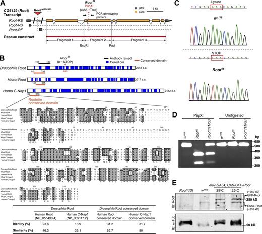 Figure 1. Drosophila Root is the orthologue of mammalian Root and C-Nap1. (A) Diagram showing the Drosophila Root transcripts RE, RD, and RF, which differ only in their 5′UTRs (only the 5′UTR is shown for RD and RF); the transposon insertion in RootMB08365; the nonsense mutation in Root66 that also introduces a PspXI restriction site; the primers used for PCR genotyping; and the Root rescue construct, which was cloned by ligating three genomic fragments together. (B) Drosophila Root, human Root, and C-Nap1 are large proteins with extensive coiled coils, and they share a highly conserved Root domain near the N terminus. The conserved domain in mouse Root and C-Nap1 is also shown in the sequence homology. The Root66 mutation and the region used to raise the Root antibody are also indicated. The table shows the percentage identity and similarity between Drosophila Root with human Root and C-Nap1, using ClustalW alignment. (C) DNA sequencing confirms the nonsense mutation in Root66. (D) PspXI restriction digest analysis of a PCR product spanning the mutation site in Root66. PCR primers are as shown in A. The size of the uncut PCR products is 602 bp. DNA products amplified from wild-type w1118 cannot be digested by PspXI, whereas all products from the Root66 homozygote and about half from the Root66/TM6B heterozygote are cut by PspXI into smaller fragments of expected sizes (∼350 bp and 250 bp). TM6B is a balancer chromosome and is wild type for Root. (E) Western blot of isolated antenna shows that Root is absent from the Root66 mutant and the GFP-Root transgene expresses slightly higher levels compared with endogenous (Endo) Root. *, nonspecific bands. Lysates from 40–50 antenna pairs were loaded in each lane. Df is Df(3R)Exel6197, a deficiency line with chromosome deletion covering the entire Root gene. See Fig. S1 C for the whole blot. See also Fig. S1.