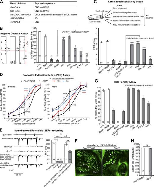 Figure 4. Root is essential for neuron-specific behaviors. (A) GAL4 drivers used for Root rescue and their expression patterns. (B) Root is essential for negative geotaxis. The percentages of Root66 mutant flies that passed the negative geotaxis assay are significantly lower compared with controls (white bars). The mutants are rescued, to different degrees, by expressing GFP-Root with different GAL4 drivers. Expression in the entire nervous system (elav, insc) or mainly in the ChOs (tilB+nan, JO15-2) conferred complete or significant rescue, whereas expression limited to the central nervous system (CNS; wor) did not. (C) Root66 larvae lack sensitivity to touch, compared with the controls (white bars). Touch sensitivity is best restored by expressing GFP-Root in both ChOs and EsOs (elav, insc), expression limited to mainly ChOs (tilB+nan) also rescues the defect significantly, but expression of GFP-Root in CNS (wor) did not rescue the phenotype. (D) Root66 flies show reduced taste responses to sucrose compared with Root66/TM6B. The proboscis extension reflex (PER) taste response is significantly restored by driving GFP-Root expression in the entire PNS (elav, Insc), although the rescue was more thorough in females than in males. Significance was measured between Root66 and rescue groups at each sucrose concentration. (E) Root66 flies show significantly reduced hearing response indicated by SEPs, compared with Root66/TM6B (white bars). GFP-Root expression driven by elav-GAL4 rescues the hearing impairment of Root66 significantly but not completely. (F) In the JO, ectopically expressed GFP-Root localizes to the normal-sized, ∼15- to 25-µm rootlets in Root66/TM6B (arrows); however, the GFP-Root rescue in the Root66 mutant organizes much shorter rootlets at ∼2–8 µm (arrowheads). Bars, 10 µm. (G) Root66 males have impaired fertility. More than 90% of the control males are fertile (white bars); in contrast, none of Root66 and less than 40% of Root66/Df males produce progeny. UAS-GFP-Root; Root66 showed some fertility, probably because of leaky expression of the transgene. The fertility of Root66 males is fully rescued by expressing GFP-Root in the nervous system with elav-, Insc-, or tilB+nan-GAL4. (H) Root66 males produce mature sperm with normal tail length. For all charts, numbers of flies/larvae/sperm assayed are indicated in/near the bars, and error bars represent SEM. ns, P > 0.05; *, P ≤ 0.05; **, P ≤ 0.01; ***, P ≤ 0.001; ****, P ≤ 0.0001. See also Video 1 and Fig. S2.