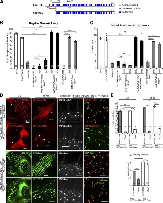 Figure 5. The Rootletin conserved domain is essential for Root function and rootlet assembly, but not for localization to basal bodies. (A) Schematic view showing RootDEL, which has a deletion of the N-terminal 333 amino acids, including the entire conserved Root domain. (B) elav-GAL4 driving RFP-RootDEL expression does not rescue Root66 locomotor defects. Flies with RFP-RootDEL expression driven by Insc-GAL4 performed better than the Root66, but the level of rescue is low compared with that of GFP-Root (full length). RootDEL does not introduce dominant effects, as flies with RFP-RootDEL expression in the Root66/TM6B background do not show locomotor defects. (C) RFP-RootDEL expression driven by Insc- or elav-GAL4 failed to rescue the larval touch insensitivity phenotype in Root66. RFP-RootDEL expression in Root66/TM6B background does not cause defects, indicating no dominant effects are associated with RootDEL. (D) RFP-RootDEL localizes to basal bodies but does not assemble normal rootlets. GFP-Root is included as a positive control. When expressed in control Root66/TM6B Ch neurons, RFP-RootDEL localizes to rootlets and does not affect their assembly (solid arrows in top panels), similar to GFP-Root (solid arrows in lower panels). For unknown reason, in Root66/TM6B Es neurons, RootDEL localizes to rootlets shorter than those labeled by GFP-Root (open arrows with asterisks), see also E. While GFP-Root supports assembly of short rootlets in Root66 Ch neurons (solid arrowheads) and normal ones in Es neurons (open arrows), RFP-RootDEL localizes to basal bodies but does not form proper rootlets in both Ch and Es neurons (solid and empty arrowheads). Note that the signal of RFP-RootDEL may not be a proper rootlet but rather a focus of RFP-RootDEL accumulated at the basal body. The black and white panels are live images of the signal for GFP-Root or RFP-RootDEL taken through the pupal cuticle. Bars, 10 µm. (E) Quantification of rootlet lengths in control and Root66 neurons expressing GFP-Root or RFP-RootDEL. Rootlets are measured from at least four antennae for each genotype. Rightmost panels in D show images of the antenna squash. For all graphs, numbers of males/larvae/rootlets assayed are indicated in/near the bars, and error bars represent SEM. ns, P > 0.05; **, P ≤ 0.01; ***, P ≤ 0.001; ****, P ≤ 0.0001. See also Fig. S2.