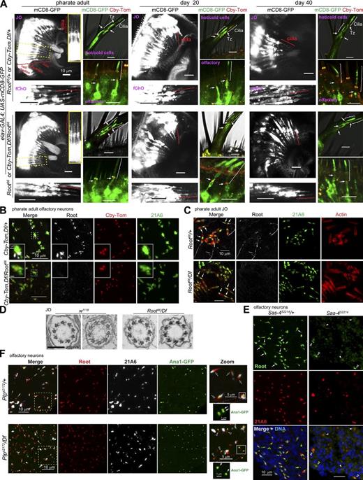 Figure 7. Cilium structure is normal and maintained with age in Root mutant neurons, and centrioles but not cilia are required for rootlet assembly. (A) Various ciliated neurons at indicated age expressing mCD8-GFP to label ciliary membranes and Cby-Tomato to mark the transition zone (Tz). Brackets indicate the cilia, and arrows the Tz. Cilium morphology appears normal in Root66 through aging. hot/cold cells: temperature-sensing neurons in the arista, olfactory: olfactory neurons in the antennal third segment. For the hot/cold neuron images, transmitted light images are overlaid to show the morphology of the arista. (B) Olfactory neurons stained for 21A6 to label the cilium base and Cby-Tom to label the Tz. Cby and 21A6 localizations appear normal in Root66. (C) Ch neurons in the JO stained for actin to label the scolopale rods and 21A6 to label cilia. 21A6 localizes both to the cilium base and a distal region in the cilium (arrows), and this localization appears normal in Root66. (D) Cross-section of JO cilia by transmission electron microscopy shows that Root66 axoneme ultrastructure appears normal. (E) Sas-4 mutant lacking centrioles fails to organize rootlets in olfactory neurons. Compared with the control, where rootlets project from cilium base marked by 21A6 (arrows), rootlet structures are absent in most Sas-4 olfactory neurons (solid arrowheads), although sometimes abnormal tiny fibers are associated with 21A6 (open arrowheads). Endogenous Root is stained in green. (F) In control olfactory neurons, all rootlets are associated with the cilium base marker 21A6 (empty arrows), and the basal bodies (dBB and pBB) marked by Ana1-GFP are in tandem (solid arrows). In Plp mutant that lacks cilia and has the basal bodies displaced from the dendrite tip, most of the rootlets (empty arrowheads) are associated with a single basal body (solid arrowheads), which is not attached with 21A6. B, C, E, and F show images of the antenna squash. Bars: (A–C and E) 10 µm; (B, inset) 1 µm; (D) 200 nm; (F, main) 10 µm; (F, zoom) 5 µm; (F, zoom inset) 1 µm. See also Fig. S3.