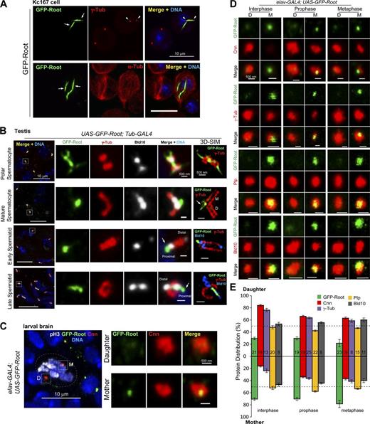 Figure 8. Ectopic Root localizes to mother centrioles in testes and distributes asymmetrically to NB centrosomes. (A) Ectopic expression of Root in Kc167 cells forms rootlet-like fibers (arrows) that associate with the centrioles marked by γ-Tub (arrowheads) but not the MTs marked by α-Tub. (B) During spermatogenesis, GFP-Root associates with centrioles and has localization patterns that vary with cell type. In polar spermatocytes, GFP-Root forms fibrous structures both inside and between the centriole pairs. In mature spermatocytes, which have long, engaged centriole pairs, GFP-Root localizes at the base of the mother centrioles (arrow). 3D-structured illumination microscopy images distinguish the mother centriole from the daughter (the daughter grows from the side of the mother) and show that GFP-Root localizes at the entrance to the mother centriole lumen. In spermatids, GFP-Root localizes to the proximal end of the centriole (arrows). γ-Tub and Bld10 mark the centrioles. (C) GFP-Root localizes asymmetrically to NB centrosomes: higher at the mother than the daughter. The mother and daughter centrosomes are distinguished by higher level of the pericentriolar material protein Cnn at the daughter. Phospho-Histone H3 (pH3) marks the mitotic cells. (D) Representative images showing distributions of GFP-Root, Cnn, γ-Tub, Plp, and Bld10 in NB centrosomes. Cnn or γ-Tub that distributes significantly more to daughter centrosomes is used to distinguish the mother and daughter centrosomes. (E) Quantification of asymmetric distribution of proteins between the mother and the daughter centrosomes in NBs. Total signal intensity of the mother plus the daughter centrosome is 100%. The distribution of protein in the daughter or the mother centrosome was calculated as 100% × D/(D + M) or 100% × M/(D + M), where D was the signal intensity in the daughter centrosome and M was the intensity in the mother. Numbers of NBs measured are indicated in the bars. Bars: (A–C) 10 µm; (B and C, zoom) 500 nm; (D) 500 nm. See also Fig. S4.