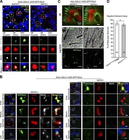 Figure 9. Bld10 is required for GFP-Root localization to brain and testis centrosomes/centrioles but is dispensable for rootlet assembly in ciliated neurons. (A) bld10 null mutant abolishes GFP-Root localization to centrosomes in NBs and ganglion mother cells (GMCs). The mother and the daughter centrosomes in the NB are distinguished by the pericentriolar material protein Cnn, which distributes more in the daughter than the mother. (B) bld10 mutant abolishes GFP-Root localization to centrioles in mature spermatocytes and spermatids, though some polar spermatocytes still have GFP-Root localizing at the centrioles (arrows). γ-Tub marks the centrioles. (C) In the bld10 JO or leg EsOs, GFP-Root localization to rootlets appears unaffected, with normal length and morphology (arrows). Actin marks scolopale rods. (D) bld10 (null) mutant flies show normal climbing activities in the negative geotaxis assay. Numbers of males assayed are indicated inside the bars. ns, P > 0.05. Bars: (A and B) 10 µm; (zoom) 500 nm; (C) 10 µm. See also Fig. S5.