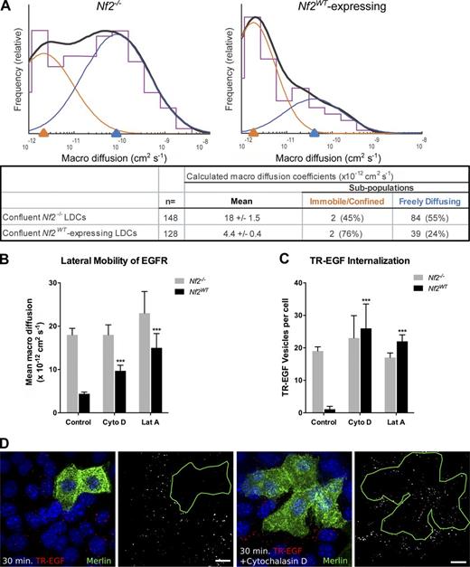 Figure 1. EGFR is immobilized at the plasma membrane in a Merlin- and actin-dependent manner. (A) SPTM depicting the mean diffusivity of EGFR molecules in the plasma membrane of Nf2−/− (left) or Nf2WT-expressing (right) LDCs. Histograms (purple) show the relative frequency at which beads were observed (y axis) with a given coefficient (Dmacro; x axis). Overlaid on each histogram is a two-Gaussian fit (orange and blue) and its sum (solid black). The log-scale x axis displays Dmacro representing increasing lateral diffusivity from left to right. The underlying chart displays the log mean of Dmacro ± SEM as well as the mean of the two-Gaussian fit subpopulations (right) and the percentage of receptors that fall into each subpopulation (parentheses). Subsequent figures show only the log mean of the Dmacro ± SEM for comparison. Numerical values of calculated Dmacro for all experiments are displayed in Table S1. (B) Lateral mobility of EGFR in Nf2−/− or Nf2WT-expressing LDCs with and without 5-µM cytochalasin D or 5-µM latrunculin A treatment. (C) Internalization of TR-EGF, which reliably marks EGF–EGFR complexes in Nf2−/− or Nf2WT-expressing LDCs with and without cytochalasin D or latrunculin A treatment. Numerical values for quantification of TR-EGF vesicles per cell for all experiments are displayed in Table S2. (D) Representative confocal images of internalized TR-EGF (red; 30-min stimulation) in mosaic populations of Nf2−/− and Nf2WT-expressing (green) LDCs with and without cytochalasin D. Bars, 10 µm. (B and C) Data are represented as mean ± SEM. ***, P < 0.001 (one-way ANOVA with multiple comparisons). Data are representative of at least three experiments.