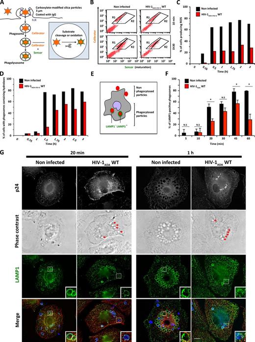 Figure 2. HIV-1 infection of macrophages inhibits phagosomal hydrolytic and oxidative activity and induces a delay in the recruitment of late endocytic markers on phagosomes. Primary human macrophages were infected with HIV-1ADA-VSV-G-WT or mock infected for 8 d before incubation with IgG-opsonized beads for various times. (A) Schematic representation of the detection of hydrolytic activity with DQ-BSA beads and oxidative activity with H2DCFDA-OxyBURST beads. Modified substrates emit at 520 nm (sensor) and calibration fluorochrome emits at 647 nm (calibrator). (B) At different times of incubation, cells were placed on ice, resuspended with cold PBS, fixed, and analyzed by flow cytometry. The number of cells containing beads with a modified sensor fluorescence (R2) was divided by the total number of cells containing beads (positive for calibrator, y axis, R1 + R2). (C and D) Results are expressed as a percentage of cells with phagosomes containing detected oxidative (C) or hydrolytic (D) activity. One representative experiment of at least three is shown (see also Fig. S1). (E–G) Primary human macrophages were infected with HIV-1ADA WT or mock infected for 8 d. The cells were incubated for different times with IgG-SRBCs at 37°C. Macrophages were fixed, permeabilized, and labeled with AMCA-labeled anti–rabbit IgG to detect the total SRBCs (unpublished data), anti-p24 followed by Cy2-labeled anti–goat IgG (top line), anti-LAMP1 (third line) followed by Cy3-labeled anti–mouse IgG, and anti-tubulin followed by Cy5-labeled anti–human IgG (not depicted). Particles internalized in phagosomes are also detectable by phase contrast (second row, red arrows). Merged images (bottom line) show SRBCs in blue, LAMP1 in green, and microtubules in red. Z-stacks of wide-field fluorescent images were acquired, deconvoluted, and treated with ImageJ. Bar, 10 µm; magnification in insets is 2.1× (G). The number of phagosomes positive or negative for LAMP1 was counted for at least 10 cells per condition (E and F). Results are expressed as a percentage of total internal phagosome number ± SEM (>200 phagosomes per condition, repeated in n = 3 independent experiments on different donors). *, P < 0.05.