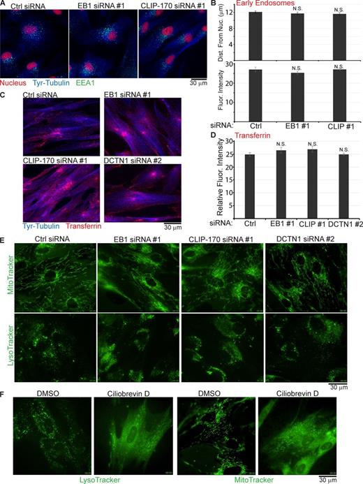Figure 5. Depletion of EB1, CLIP-170, or DCTN1 does not affect the distribution, uptake, or transport of various host cargoes. (A–D) NHDFs were transfected with control (Ctrl), EB1, or CLIP-170 siRNAs. (A) Cultures were stained for the early endosomal marker, EEA1 (green), Tyr-tubulin (blue), or nuclei using DRAQ5 (red). Representative widefield images are shown. (B) Quantification of mean distance of endosomes from the nucleus per cell in each sample (top) and fluorescence intensity of endosome staining (bottom; arbitrary units) demonstrated no significant differences between control and EB1 or CLIP-170 siRNA-treated samples (one-way ANOVA; distance: n = 1,380/group; F(4137,2) = 0.281; P = 0.755; fluorescence intensity: n = 14/group; F(39,2) = 1.187; P = 0.316). (C) Cultures were incubated for 30 min with fluorescently labeled transferrin (red). Processed samples were then stained for Tyr-tubulin (blue) and imaged. Representative widefield images are shown. (D) Transferrin uptake was determined by quantifying the fluorescence intensity of transferrin signal (arbitrary units) in samples described in C. No statistical difference was observed (one-way ANOVA; n = 20/group; F(76,2) = 1.347; P = 0.265). (E) NHDFs were treated with control, EB1, CLIP-170, or DCTN1 siRNAs and then stained using MitoTracker or LysoTracker. Representative stills show mitochondria from Videos 2 and 3, or lysosomes from Videos 4 and 5. (F) NHDFs were treated with DMSO solvent control or 200-µM ciliobrevin D for 1 h and then stained using LysoTracker or MitoTracker. Representative still images show lysosomes from Video 6 or mitochondria from Video 7. Error bars represent standard error of the mean.