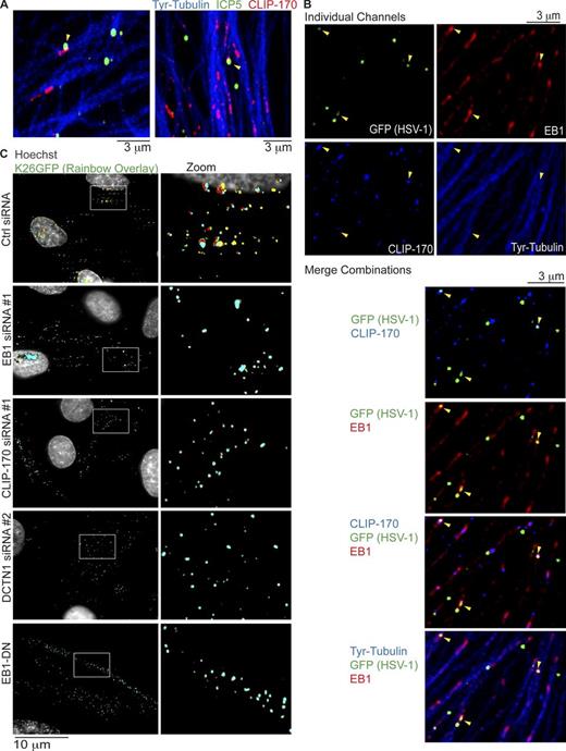 Figure 6. Retrograde transport of HSV-1 requires EB1, CLIP-170, and DCTN1. (A and B) NHDFs were infected with wild-type HSV-1 or HSV-1 K26GFP at MOI 60 for 30 min. (A) Wild type–-infected samples were stained for the major capsid protein ICP5 (green), CLIP-170 (red), or Tyr-tubulin (blue). Representative confocal images are shown. Arrowheads point to examples of virus particles colocalizing with CLIP-170. (B) K26GFP-infected samples were stained for GFP (green), EB1 (far red), CLIP-170 (red; false-colored blue for merges), or Tyr-tubulin (blue). Representative confocal images are shown, and merge combinations are provided beneath. Arrowheads point to examples of virus particles colocalizing with EB1 and/or CLIP-170. (C) NHDFs were treated with control, EB1, CLIP-170, or DCTN1 siRNAs, or NHDFs expressing EB1-DN were infected with K26GFP at MOI 100 for 3 h. Nuclei were stained using Hoechst, and live cell microscopy was performed capturing images at 1 fps. Rainbow overlays, illustrating particle motility under each condition, were generated using representative frames from Videos 8, 9, and 10, as described in Materials and methods section Antibodies, WB, IF, and imaging. Nuclei were false-colored gray. Magnified images of boxed regions are presented to the right.