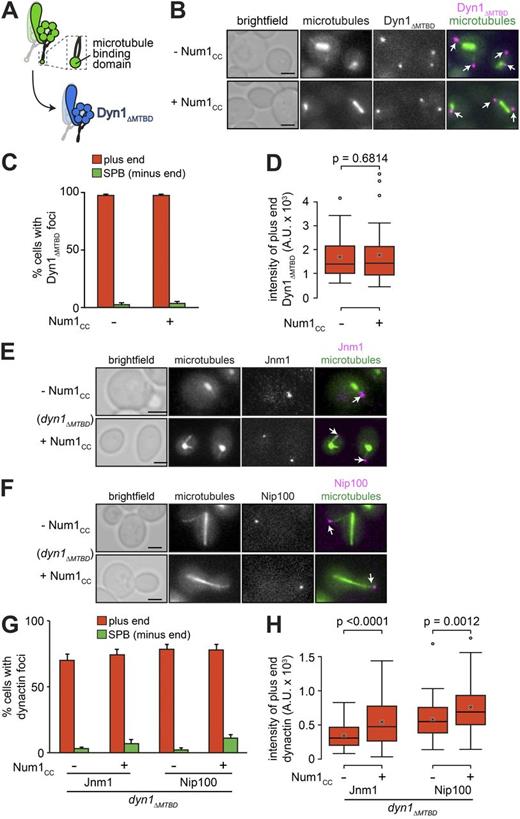 Figure 3. The dynein MTBD is dispensable for plus end targeting but is required for Num1CC-mediated plus end depletion. (A) Schematic representation of the Dyn1ΔMTBD mutant. (B) Representative images of GAL1p:num1CC cells expressing mTurquoise2-Tub1 and Dyn1ΔMTBD-3mCherry used for quantitation in C and D. (C) The percentage of cells that exhibit plus end (red) or SPB (green) Dyn1ΔMTBD-3mCherry foci is plotted for cells shown in B. Error bars represent the standard error of proportion (n ≥ 126 cells). (D) Box plot of fluorescence intensity values of plus end–associated Dyn1ΔMTBD-3mCherry (n ≥ 40 foci). (E and F) Representative images of GAL1p:num1CC dyn1ΔMTBD cells expressing mTurquoise2-Tub1 and either Jnm1- (E) or Nip100-3mCherry (F) used for quantitation in G and H. (G) The percentage of dyn1ΔMTBD cells that exhibit plus end or SPB Jnm1- or Nip100-3mCherry foci is plotted for GAL1p:num1CC cells grown in glucose (−Num1CC) or galactose (+Num1CC; n ≥ 100 cells). (H) Box plot of fluorescence intensity values of plus end–associated Jnm1- or Nip100-3mCherry (n ≥ 56 foci). For all box plots, whiskers define the range of data, boxes encompass the 25th to 75th quartiles, the line depicts the median value, and the “x” depicts the mean value. All images are maximum-intensity projections of a 2-µm Z-stack of wide-field images. Arrows indicate plus end foci. Bars, 2 µm. See also Fig. S5.