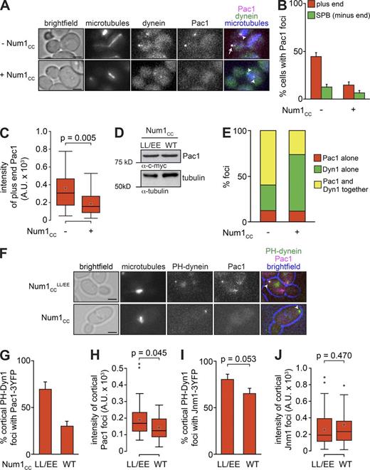 Figure 4. Overexpression of Num1CC depletes Pac1 from plus ends and disrupts dynein-Pac1 interaction. (A) Representative images of GAL1p:num1CC cells expressing mTurquoise2-Tub1, Pac1-3mCherry, and Dyn1-3YFP used for quantitation in B, C, and E. The arrow indicates the plus end focus, and arrowheads indicate SPB foci. (B) The percentage of cells that exhibit plus end (red) or SPB (green) fluorescent Pac1-3mCherry foci is plotted for the cells shown in A. Error bars represent the standard error of proportion (n ≥ 122 cells). (C) Box plot of fluorescence intensity values of plus end–associated Pac1-3mCherry (n ≥ 26 foci). (D) Western blot of Pac1-13myc–expressing GAL1p:num1CC or GAL1p:num1CCLL/EE cells (as indicated) grown in galactose-containing media with loading control (anti–α-tubulin). (E) The extent of Pac1-3mCherry and Dyn1-3YFP colocalization is plotted for the indicated cells (n ≥ 61 fluorescent foci). (F) Representative images of GAL1p:PH-DYN1-3mCherry cells expressing Pac1-3YFP and either Num1CC or Num1CCLL/EE. Arrowheads indicate cortical foci. (G and I) The percentage of cortical PH-Dyn1-3mCherry foci that colocalize with either Pac1-3YFP (n ≥ 49 foci; G) or Jnm1-3YFP (n ≥ 55 foci; I) is plotted for cells expressing either Num1CC or Num1CCLL/EE. (H and J) Box plot of fluorescence intensity values for either cortical Pac1-3YFP (n ≥ 25 foci; H) or Jnm1-3YFP foci (n ≥ 44 foci; one outlier was omitted from the plot for display purposes only; J). For all box plots, the whiskers define the range of data, boxes encompass the 25th to 75th quartiles, the line depicts the median value, and the “x” depicts the mean value. All images are maximum-intensity projections of a 2-µm Z-stack of wide-field images. Bars, 2 µm. See also Fig. S4. WT, wild type.
