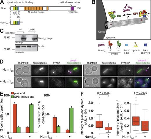 Figure 1. Overexpression of Num1CC depletes dynein and dynactin from microtubule plus ends. (A) Schematic representation of Num1 and Num1CC with domain structure indicated (CC1 and CC2, predicted coiled-coil domains; PH, plecktrin homology domain). (B) Diagram depicting experimental design (see text). (C) Western blot of GAL1p:num1CC-13myc (wild-type or LL/EE mutant) cells grown in the absence or presence of galactose, as indicated, with loading control (anti–α-tubulin). (D) Representative images of GAL1p:num1CC cells expressing mTurquoise2-Tub1 (α-tubulin) and either Dyn1-3mCherry (left) or Jnm1-3mCherry (right) used for quantitation in E and F. Cells were grown to mid-log phase in SD media supplemented with glucose (uninduced; −Num1CC) or galactose plus raffinose (induced; +Num1CC). Each image is a maximum-intensity projection of a 2-µm Z-stack of wide-field images. Arrows indicate plus end foci, and arrowheads indicate SPB foci. Bars, 2 µm. (E) The percentage of cells that exhibit plus end (red) or SPB (green) fluorescent foci is plotted for the strains shown in D. Plus end or SPB foci were identified in two-color movies and scored accordingly (see Materials and methods). Error bars represent the standard error of proportion (n ≥ 114 cells). (F) Box plot of fluorescence intensity values of plus end–associated Dyn1- or Jnm1-3mCherry foci (n ≥ 30 foci). Whiskers define the range of data, boxes encompass the 25th to 75th quartiles, the line depicts the median value, and the “x” depicts the mean value. See also Video 1 and Figs. S1, S2, and S3.