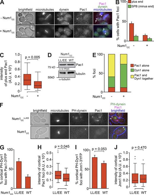 Figure 4. Overexpression of Num1CC depletes Pac1 from plus ends and disrupts dynein-Pac1 interaction. (A) Representative images of GAL1p:num1CC cells expressing mTurquoise2-Tub1, Pac1-3mCherry, and Dyn1-3YFP used for quantitation in B, C, and E. The arrow indicates the plus end focus, and arrowheads indicate SPB foci. (B) The percentage of cells that exhibit plus end (red) or SPB (green) fluorescent Pac1-3mCherry foci is plotted for the cells shown in A. Error bars represent the standard error of proportion (n ≥ 122 cells). (C) Box plot of fluorescence intensity values of plus end–associated Pac1-3mCherry (n ≥ 26 foci). (D) Western blot of Pac1-13myc–expressing GAL1p:num1CC or GAL1p:num1CCLL/EE cells (as indicated) grown in galactose-containing media with loading control (anti–α-tubulin). (E) The extent of Pac1-3mCherry and Dyn1-3YFP colocalization is plotted for the indicated cells (n ≥ 61 fluorescent foci). (F) Representative images of GAL1p:PH-DYN1-3mCherry cells expressing Pac1-3YFP and either Num1CC or Num1CCLL/EE. Arrowheads indicate cortical foci. (G and I) The percentage of cortical PH-Dyn1-3mCherry foci that colocalize with either Pac1-3YFP (n ≥ 49 foci; G) or Jnm1-3YFP (n ≥ 55 foci; I) is plotted for cells expressing either Num1CC or Num1CCLL/EE. (H and J) Box plot of fluorescence intensity values for either cortical Pac1-3YFP (n ≥ 25 foci; H) or Jnm1-3YFP foci (n ≥ 44 foci; one outlier was omitted from the plot for display purposes only; J). For all box plots, the whiskers define the range of data, boxes encompass the 25th to 75th quartiles, the line depicts the median value, and the “x” depicts the mean value. All images are maximum-intensity projections of a 2-µm Z-stack of wide-field images. Bars, 2 µm. See also Fig. S4. WT, wild type.