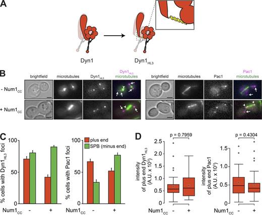 Figure 5. Dyn1HL3 is less susceptible to Num1CC-mediated plus end depletion. (A) Diagram depicting the Dyn1HL3 high Pac1 affinity mutant, in which a helical linker has been inserted between the dynein tail and motor domains (Markus and Lee, 2011). (B) Representative images of GAL1p:num1CC cells expressing mTurquoise2-Tub1 and either Dyn1HL3-3YFP (left) or Dyn1HL3 and Pac1-3mCherry (right) used for quantitation in C and D. Each image is a maximum-intensity projection of a 2-µm Z-stack of wide-field images. Arrows indicate plus end foci, and arrowheads indicate SPB foci. Bars, 2 µm. (C) The percentage of cells that exhibit plus end (red) or SPB (green) fluorescent Dyn1HL3-3YFP (left) or Pac1-3mCherry (right) foci is plotted for the cells shown in B. Error bars represent the standard error of proportion (n ≥ 119 cells). (D) Box plot of fluorescence intensity values of plus end–associated Dyn1HL3-3YFP or Pac1-3mCherry (n ≥ 33 foci). Whiskers define the range of data, boxes encompass the 25th to 75th quartiles, the line depicts the median value, and the “x” depicts the mean value. See also Fig. S5.