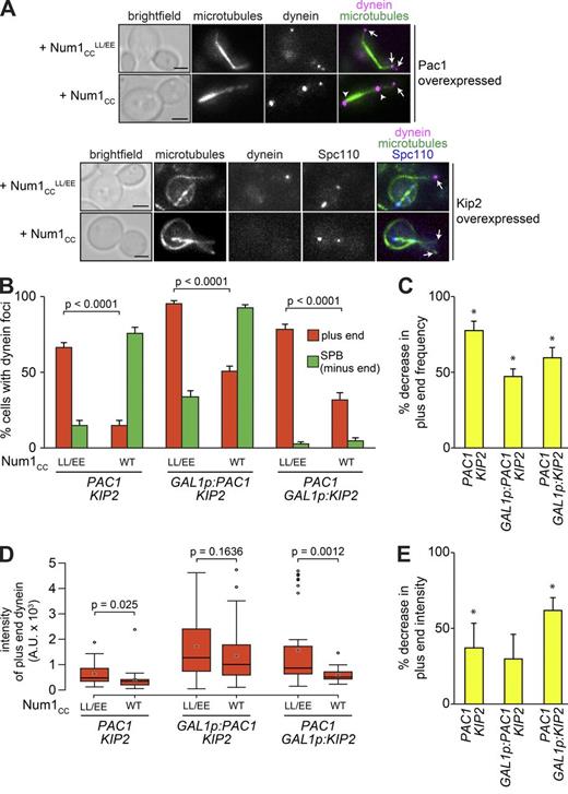 Figure 6. Overexpression of Pac1 reduces the extent by which Num1CC depletes plus end dynein. (A) Representative images of cells expressing mTurquoise2-Tub1, Dyn1-3mCherry, either Num1CC or Num1CCLL/EE, and either overexpressing Pac1 or Kip2, as indicated. Because of the distorted spindle phenotype in Kip2-overexpressing cells, Spc110-Venus was used to mark SPBs. All cells were grown in galactose-containing media to induce overexpression of Pac1, Kip2, Num1CC, or Num1CCLL/EE, as indicated. Each image is a maximum-intensity projection of a 2-µm Z-stack of wide-field images. For the top row (Pac1 overexpressed), arrows indicate plus end foci, and arrowheads indicate SPB foci. For the bottom row (Kip2 overexpressed), arrows indicate plus ends with or without foci. Bars, 2 µm. (B) The percentage of cells that exhibit plus end (red) or SPB (green) Dyn1-3mCherry foci is plotted for cells shown in A and for cells shown in Figs. 1 D and 2 B. Error bars represent the standard error of proportion (n ≥ 113 cells). (C) Extent by which Num1CC overexpression reduced the frequency of observing dynein plus end foci compared with the respective PAC1 KIP2 isogenic parent strain overexpressing Num1CCLL/EE. Asterisks indicate a statistically significant percent decrease (see B for P values). (D) Box plot of fluorescence intensity values of plus end–associated Dyn1-3mCherry (n ≥ 31 foci). Whiskers define the range of data, boxes encompass the 25th to 75th quartiles, the line depicts the median value, and the “x” depicts the mean value. (E) Extent by which Num1CC overexpression reduced the number of dynein molecules (i.e., fluorescence intensity) at plus ends compared with the isogenic PAC1 KIP2 parent strain overexpressing Num1CCLL/EE. Asterisks indicate a statistically significant percent decrease (see D for P values). See also Fig. S5. WT, wild type.