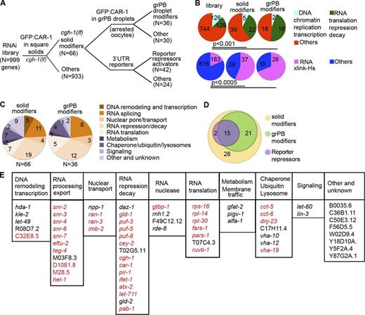 Figure 3. Overview and summary of RNAi screens. (A) Schematic overview of screen strategy. Modifiers of solid granules in cgh-1(tn691) were identified from RNAi sublibrary (Fig. 2 and Table S2). Screen positives were tested for effects on semiliquid grPBs (Fig. 4 and Table S3) and regulation of 3′ UTR reporters (Fig. 7). (B) Upper row shows enrichment of COG RNA control terms compared with DNA control for the library, cgh-1(tn691) solid modifiers, and grPB modifiers. Lower row shows significant enrichment for homologues of human proteins that cross-link to RNAs (Castello et al., 2012). (C) Direct homology analyses revealed most genes promote RNA controls. (D) Overlap of genes from screens in (A). (E) Solid modifiers are listed (categories as in C); genes in red are homologues of human RNA-linked proteins (as in B).