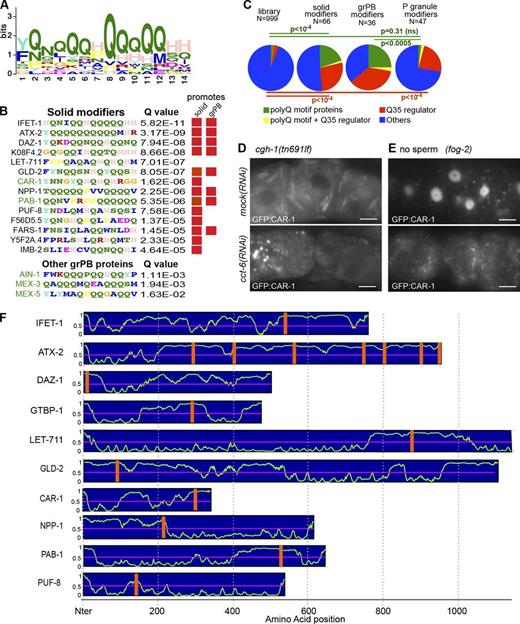 Figure 6. PolyQ domain regulation is linked to large-scale RNP coassembly. (A) PolyQ consensus motif was found among solid granule modulators. (B) Specific motifs among solid and grPB modulators (top) and three other known grPB proteins (bottom; known grPB proteins in green). Proteins that promote grPB or solid granule formation are marked (red boxes). (C) Poly Q motif proteins (green) were enriched among solid and grPB modifiers, but not among P granule modifiers from Updike and Strome (2009) that were in library (ns, not significant). Modifiers of Q35 aggregation that lack (red) or carry (yellow) polyQ motifs were enriched in all datasets. (D and E) CCT-6 (D and E) and CCT-5 (Tables S3 and S4) of the TriC chaperonin complex were required for solid granule (D) and large grPB formation (E). (F) All polyQ motifs reside in predicted IDRs.