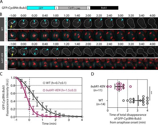Figure 6. The APC/C synthetic substrate GFP::CycBNt::Bub3 is maintained on the tether during early anaphase in a BubR1 KEN box–dependent manner. (A) Scheme of the APC/C synthetic substrate GFP::CycBNt::Bub3. The N terminus (including the amino acids 1–246) of Cyclin B (CycB1–246) was fused on its N terminus to GFP and on its C terminus to full-length Bub3. The CycBNt sequence was flanked with a 4× glycine–alanine linker (L). (B) Time-lapse images of WT and bubR1-KEN mutant cells after I-CreI induction labeled with H2A.Z::RFP and GFP::CycBNt::Bub3. The kinetochore and tether localization of GFP::CycNt::Bub3 are indicated with yellow arrows and cyan arrowheads, respectively. Bar, 10 µm. (C) Quantitative analysis of the disappearance of the GFP::CycBNt::Bub3 signal on kinetochores and tethers. The graph shows the fluorescence intensity of GFP signal on kinetochores and tethers over time (see Fig. S5 for raw data and Materials and methods section Image analysis for details on the quantification). The fluorescence intensities were normalized to the fluorescence intensity measured at the time point −1 min. The 0 of the x axis corresponds to anaphase onset as defined by the onset of sister chromatid separation. The signal was measured every 20 s. (D) Scatter dot plot showing the time of complete disappearance of the signal of GFP::CycBNt::Bub3 in WT and bubR1-KEN mutant cells expressing I-CreI. The time starts at anaphase onset. The black lines correspond to mean ± 95% confidence interval. A Mann-Whitney nonparametric test was used to calculate p-values (***, P < 0.001). A.U., arbitrary units.