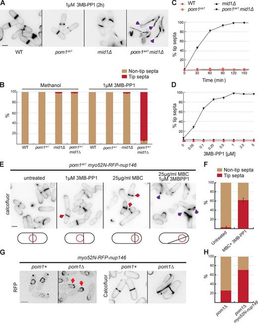 Figure 1. Pom1 kinase activity prevents division septum assembly at cell tips. (A) Cells of indicated genotypes were treated with 1 µM 3MB-PP1 at 25°C for 2 h and stained with calcofluor. Arrowheads indicate cells with tip septa. (B) Quantification of tip septa among septated cells treated as in A or with methanol as in Fig. S1 B (n > 300). (C) Quantification of tip septa in 3MB-PP1–treated pom1as1 mid1Δ septated cells over time (n > 300). Cells of indicated genotypes were treated as in A at indicated time points. (D) Quantification of tip septa in pom1as1 mid1Δ septated cells with increasing concentrations of 3MB-PP1 at 25°C for 2 h (n > 300). (E) Pom1 kinase activity prevents tip septation in mid1+ cells. pom1as1 nmt81::myo52N-RFP-nup146 cells were treated for 4 h with 1 µM 3MBPP1 to inactivate Pom1as1, or 25 µg/ml MBC to displace the nucleus, or both, and stained with calcofluor. Red arrowheads indicate misplaced septa, purple arrowheads indicate tip septa. (F) Quantification of tip septa in septated cells as in E (n > 35 for each sample). (G) pom1Δ nmt81::myo52N-RFP-nup146 cells show displaced nuclei (red arrowheads) and tip septa (far right). (H) Quantification of tip septa in pom1Δ and pom1Δ nmt81::myo52N-RFP-nup146 (n > 180). Bars, 5 µm.