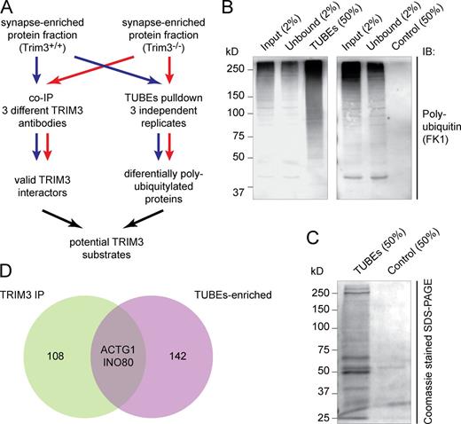 Figure 4. Identification of potential TRIM3 substrate proteins. (A) Strategy for identifying TRIM3 substrates. Hippocampal synapse-enriched protein fractions were used as input for both immunoprecipitation (left) and polyubiquitin affinity pull-down (right). Samples from Trim3−/− mice served as controls. All samples were analyzed by quantitative mass spectrometry and potential TRIM3 substrates were identified by ranking and comparing results from all six samples. (B) Validation of the TUBEs pull-down approach. Input, unbound, TUBEs pull-down (50%) and control pull-down (agarose beads only) fractions were resolved on SDS-PAGE and immunoblotted for polyubiquitin. A strong enrichment for polyubiquitylated proteins (50–250 kD) was observed in the TUBEs pull-down fraction (left), but not in the control pull-down fraction (right). (C) TUBEs pull-down samples were highly enriched in proteins compared with control pull-down samples. (D) Venn diagram indicating the proteins that were identified as potential TRIM3 substrates. Coimmunoprecipitation identified 110 TRIM3-interacting proteins, whereas TUBEs pull-down identified 144 proteins that were more polyubiquitylated in wild-type mice compered to Trim3−/− mice (Table S2). Only two proteins were identified in both experiments: γ-actin (ACTG1) and DNA helicase INO80.